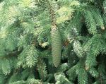 light blue Plant Douglas Fir, Oregon Pine, Red Fir, Yellow Fir, False Spruce characteristics and Photo