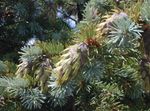 silvery Plant Douglas Fir, Oregon Pine, Red Fir, Yellow Fir, False Spruce characteristics and Photo