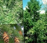 groen Plant Douglas Spar, Oregon Pine, Rood Spar, Geel Spar, Valse Sparren karakteristieken en foto