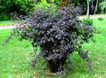 burgundy Plant Eastern Ninebark characteristics and Photo