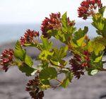 Le piante ornamentali Ninebark Orientale, Physocarpus opulifolius verde foto, descrizione e la lavorazione, la coltivazione e caratteristiche