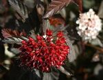 Le piante ornamentali Ninebark Orientale, Physocarpus opulifolius vinoso foto, descrizione e la lavorazione, la coltivazione e caratteristiche