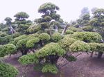zöld Növény Angol Tiszafa, Kanadai Tiszafa, Őrölt Bürök jellemzők és fénykép