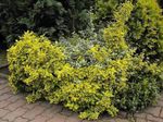 yellow Plant Euonymus characteristics and Photo