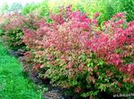 red Plant Euonymus characteristics and Photo