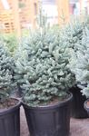 silvery Plant Fir characteristics and Photo