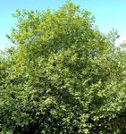 Διακοσμητικά φυτά Γυαλιστερό Buckthorn, Σκλήθρα Buckthorn, Fernleaf Buckthorn, Tallhedge Buckthorn, Frangula alnus πράσινος φωτογραφία, περιγραφή και καλλιέργεια, φυτοκομεία και χαρακτηριστικά