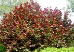 Ornamental Plants Hazel, Corylus burgundy Photo, description and cultivation, growing and characteristics