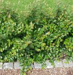 grün Pflanze Hedge-Zwergmispel, Europäische Zwergmispel Merkmale und Foto