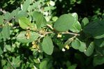 Dekorativa Växter Säkrings Cotoneaster, Europeisk Cotoneaster grön Fil, beskrivning och uppodling, odling och egenskaper