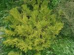 light green Plant Hiba, False Arborvitae, Japanese Elkhorn Cypress characteristics and Photo