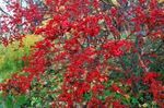 raudonas augalas Holly, Juodalksnio, Amerikos Holly charakteristikos ir Nuotrauka