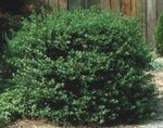 dark green Plant Holly, Black alder, American holly characteristics and Photo