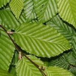 Sierplanten Haagbeuk, Carpinus betulus groen foto, beschrijving en teelt, groeiend en karakteristieken
