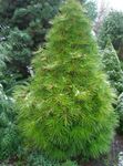 light green Plant Japanese Umbrella Pine characteristics and Photo