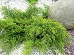 Ornamental Plants Juniper, Sabina, Juniperus green Photo, description and cultivation, growing and characteristics