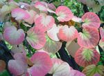 Ornamental Plants Katsura Tree, Cercidiphyllum pink Photo, description and cultivation, growing and characteristics