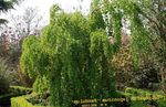 Ornamental Plants Katsura Tree, Cercidiphyllum green Photo, description and cultivation, growing and characteristics