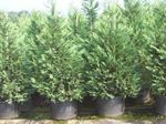 light blue Plant Leyland cypress characteristics and Photo