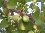 Le piante ornamentali Maidenhair Albero, Ginkgo biloba verde foto, descrizione e la lavorazione, la coltivazione e caratteristiche