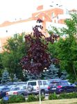 burgundy Plant Maple characteristics and Photo