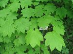 light green Plant Maple characteristics and Photo