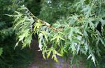 silvery Plant Maple characteristics and Photo
