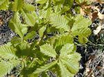 観賞植物 オーク, Quercus 緑色 フォト, 説明 と 栽培, 成長 と 特性