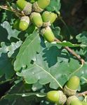 Le piante ornamentali Quercia, Quercus verde foto, descrizione e la lavorazione, la coltivazione e caratteristiche