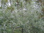 silvery Plant Pendulous willow-leaved pear, Weeping silver pear characteristics and Photo