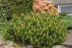 Le piante ornamentali Pino, Pinus verde foto, descrizione e la lavorazione, la coltivazione e caratteristiche