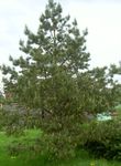 Dekorativa Växter Tall, Pinus grön Fil, beskrivning och uppodling, odling och egenskaper