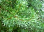 Sierplanten Pijnboom, Pinus groen foto, beschrijving en teelt, groeiend en karakteristieken