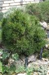 dark green Plant Pine characteristics and Photo