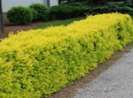 Ornamental Plants Privet, Golden privet, Ligustrum yellow Photo, description and cultivation, growing and characteristics