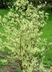 Ornamental Plants Red-barked dogwood, Common Dogwood, Cornus multicolor Photo, description and cultivation, growing and characteristics