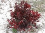 burgundy Plant Red-barked dogwood, Common Dogwood characteristics and Photo