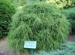 green Plant Sawara cypress, Sawara False Cypress, Boulevard Cypress, Blue Moss Cypress characteristics and Photo