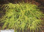 yellow Plant Sawara cypress, Sawara False Cypress, Boulevard Cypress, Blue Moss Cypress characteristics and Photo