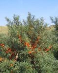 silvery Plant Sea Buckthorn, Sea Berry characteristics and Photo