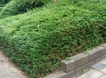 зелений Рослина Жимолость Блискуча характеристика і Фото
