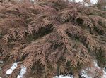 Koristekasvit Siberian Matto Cypress, Microbiota decussata vihreä kuva, tuntomerkit ja muokkaus, viljely ja ominaisuudet