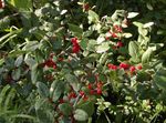 groen Plant Zilver Buffels Berry, Foamberry Soapberry, Soopalollie, Canadese Buffaloberry karakteristieken en foto