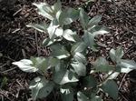 tamsiai žalia augalas Sidabro Buffaloberry charakteristikos ir Nuotrauka