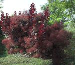 burgundia Növény Smoketree jellemzők és fénykép