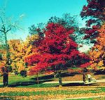 Dekoratīvie Augi Skāba Gumija, Blackgum, Tupelo, Pepperidge, Nyssa sylvatica zaļš Foto, apraksts un audzēšana, augošs un raksturlielumi