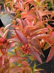Dekorativní rostliny Jižní Bush Zimolez, Horská Bush Zimolez, Diervilla tmavě-zelená fotografie, popis a kultivace, pěstování a charakteristiky
