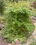 Dekorativa Växter Stephanandra grön Fil, beskrivning och uppodling, odling och egenskaper