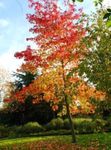 Dekorative Pflanzen Amberbaum, Red Gum, Flüssigen Bernstein, Liquidambar grün Foto, Beschreibung und Anbau, wächst und Merkmale