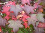 დეკორატიული მცენარეები Sweetgum, წითელი რეზინა, თხევადი ქარვა, Liquidambar მწვანე სურათი, აღწერა და გაშენების, იზრდება და მახასიათებლები
